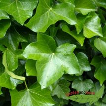Kletterpflanze Efeu, immergrner Klassiker fr schattige Stellen, 120-150 cm